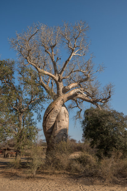 baobab