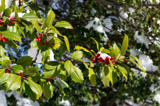 绿色冬青叶