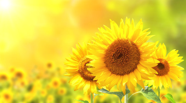 sunflower