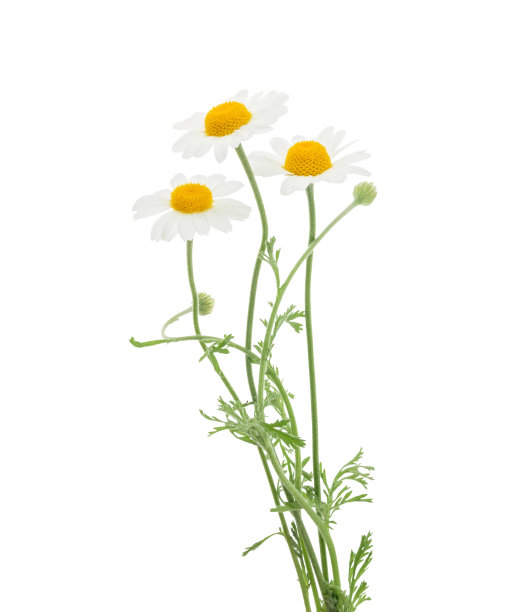 camomiles
