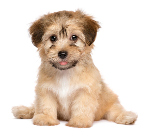 doggy