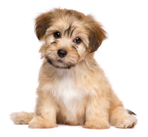 puppy