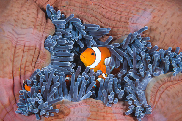anemonefish