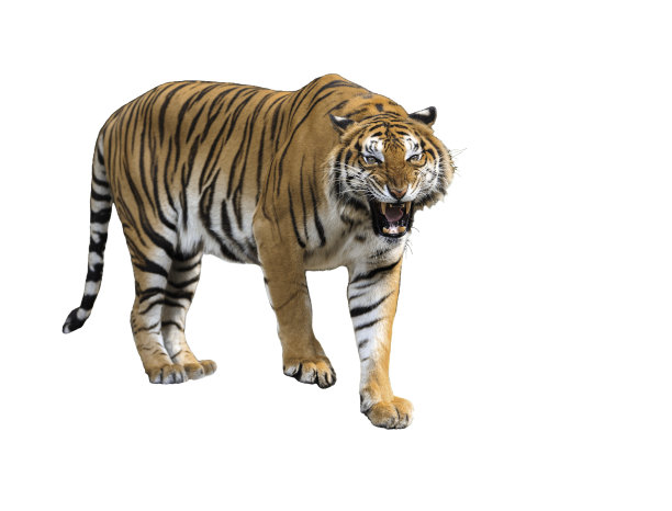 tiger