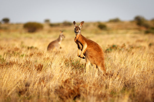 kangaroo