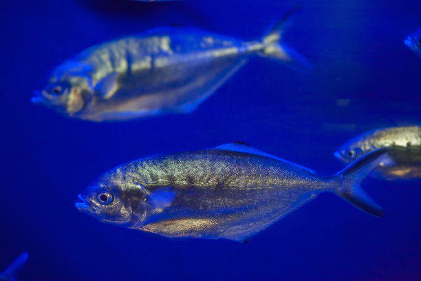 aji