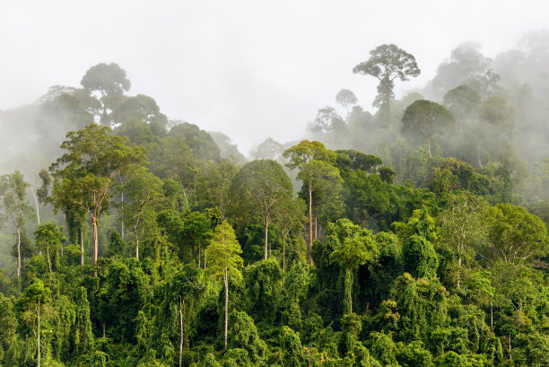 jungle