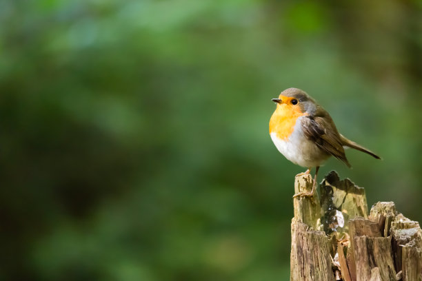 birds