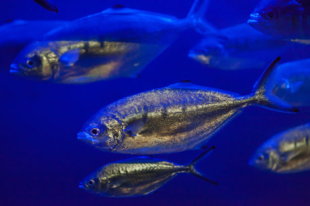 aji