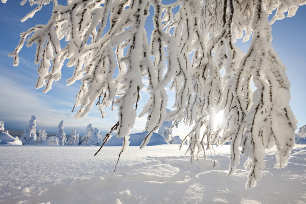 冬季芬兰北部白色的雪原与森林