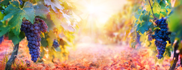 vineyard