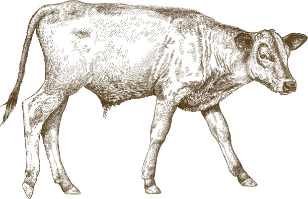 cattle