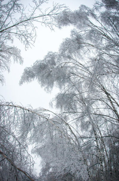 雪松冰挂