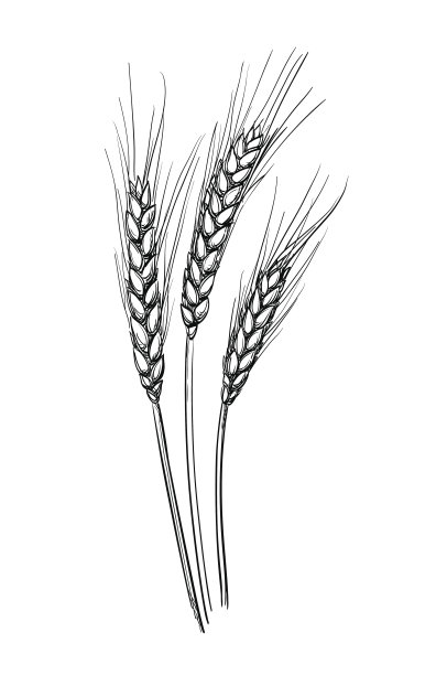 艺术麦穗矢量