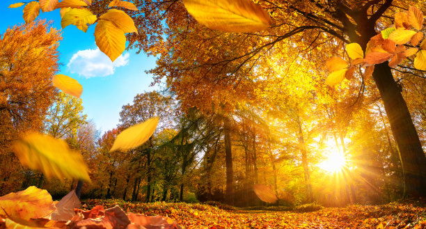 fall