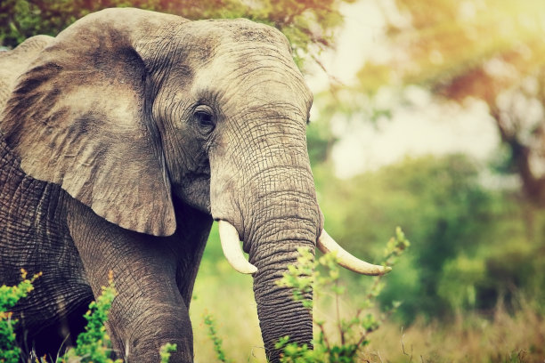 elephant