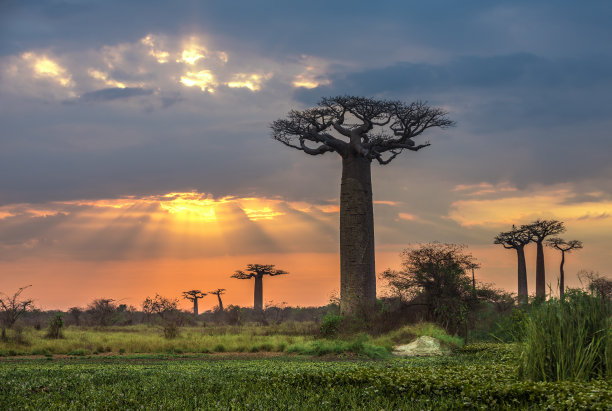 baobab