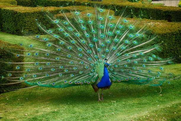 peacock