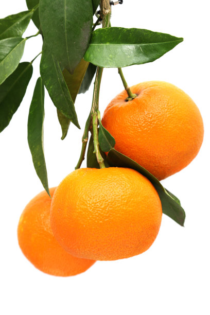 蜜桔橘子桔子