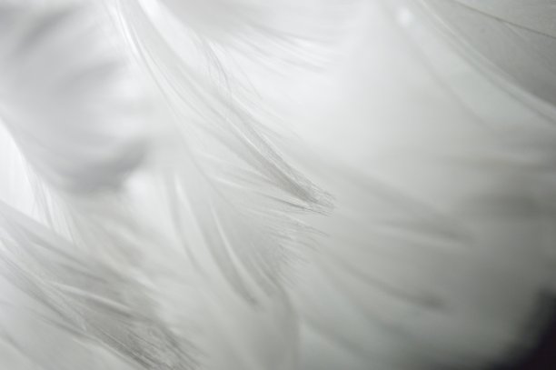 feather
