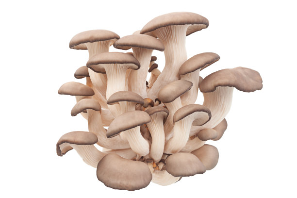 mushroom