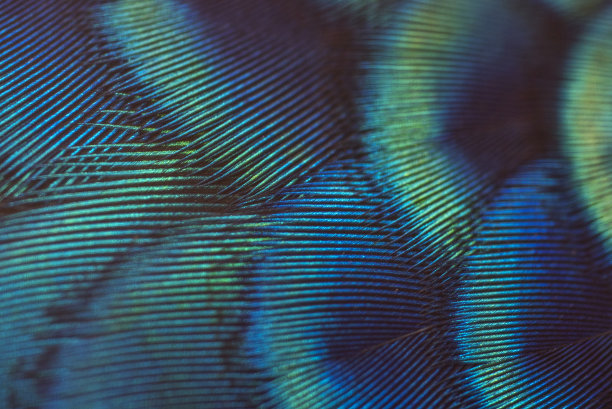 feathers