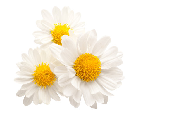 camomiles