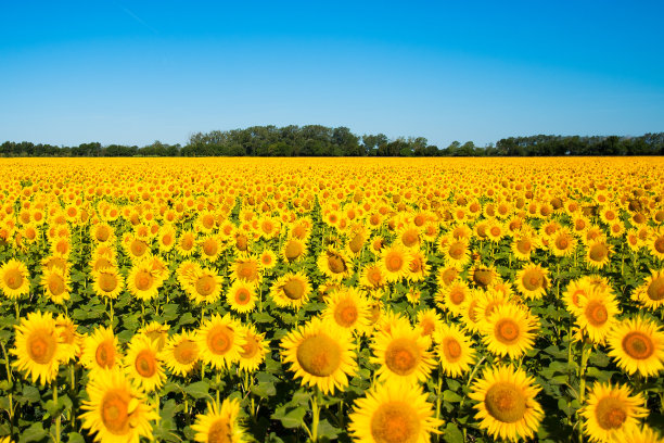 helianthus