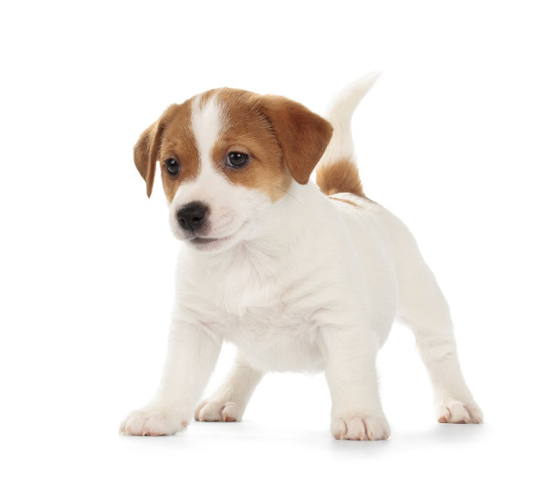 puppy