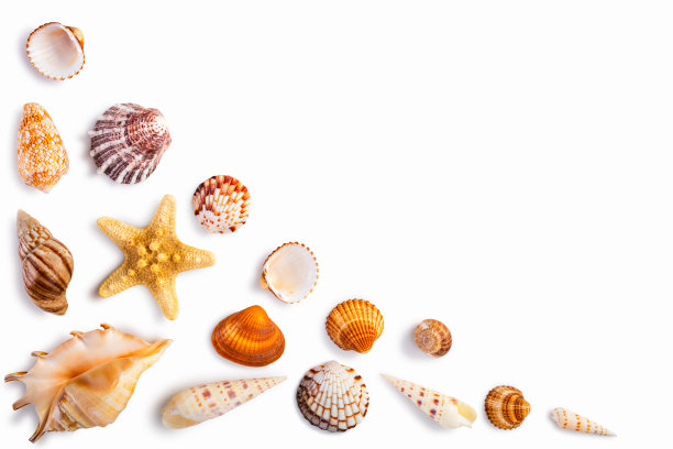 shells