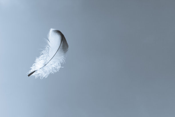 feathers