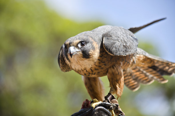 falcon