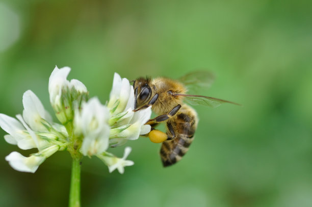 蜜蜂与白车轴草
