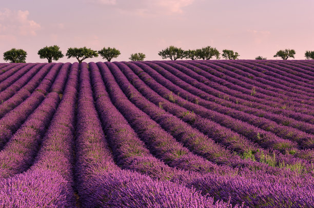 法国普罗旺斯薰衣草花田美景