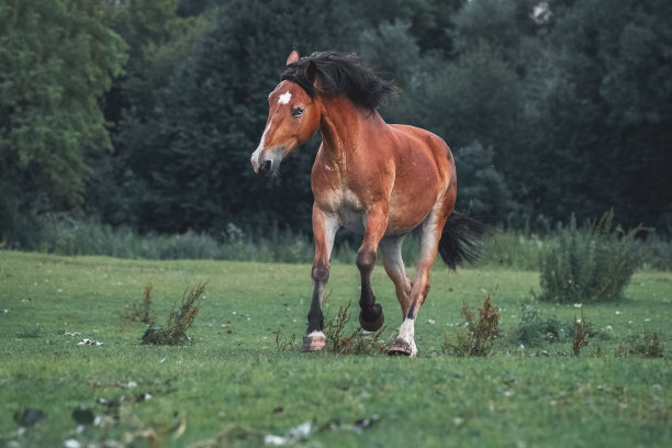 mustang