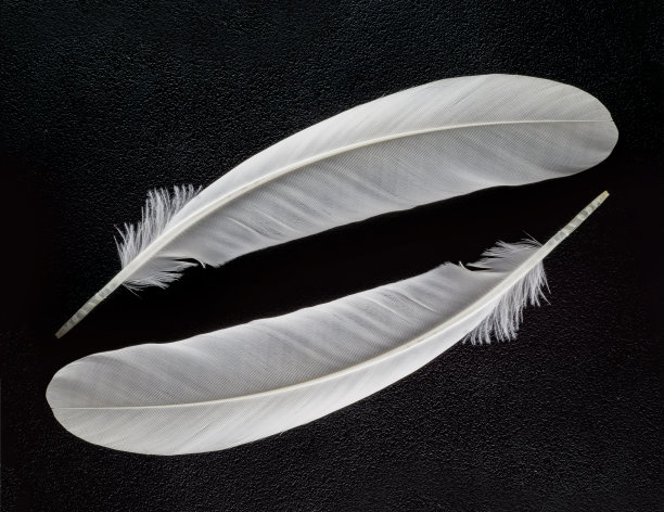 feathers