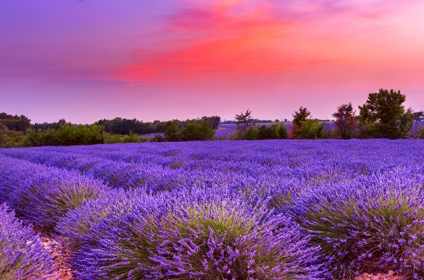 provence