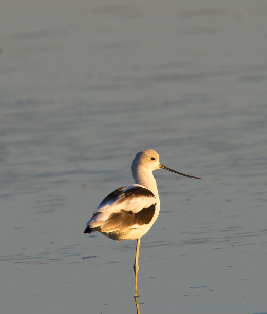 avocet