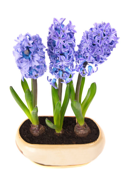 hyacinth