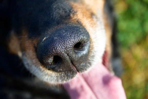 muzzle