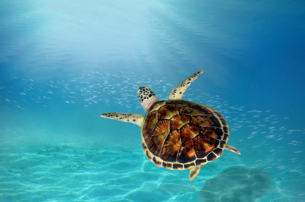 turtle