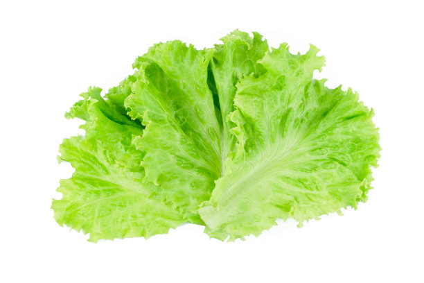 lactuca