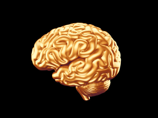 brain