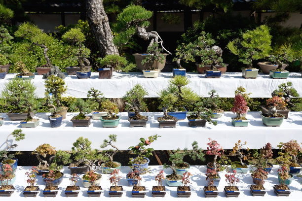 bonsai