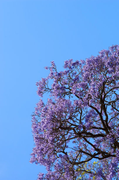 jacaranda