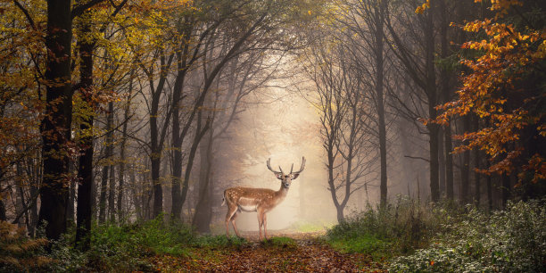 deer