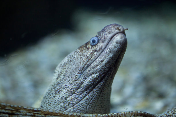 moray