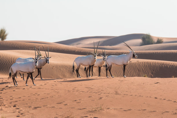 antelope