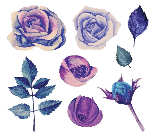 淡紫色玫瑰