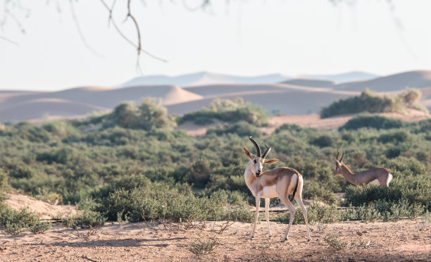 antelope